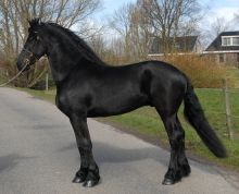 Lovely Frisian horse available