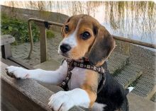 Male and female Beagle puppies