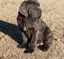 Neapolitan Mastiff puppies now available