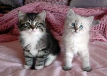 Siberian Kittens Available