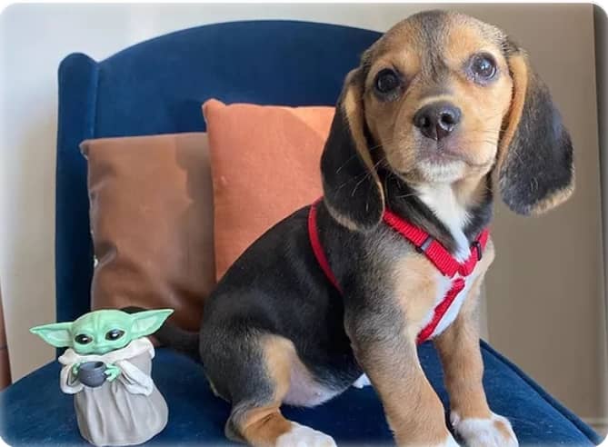 1 male and 1 female Beagle puppies Image eClassifieds4u