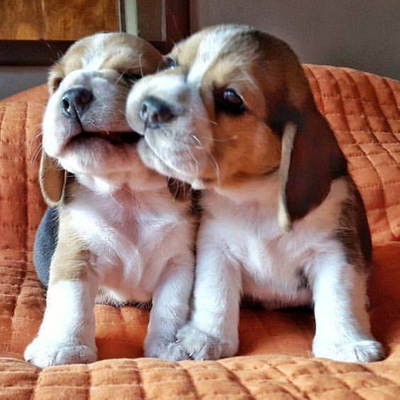 2 amazing Beagle puppies Image eClassifieds4u