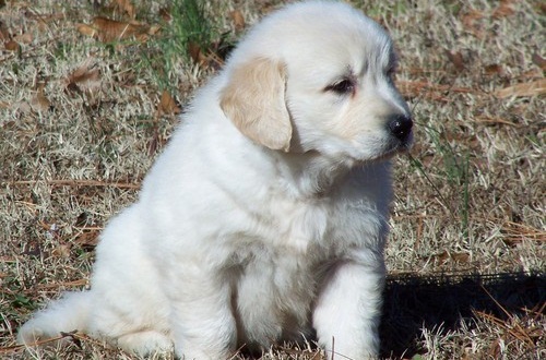 Adorable Golden Retriever puppies available Image eClassifieds4u