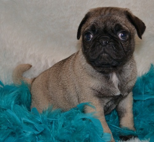 Adorable Pug puppies available Image eClassifieds4u