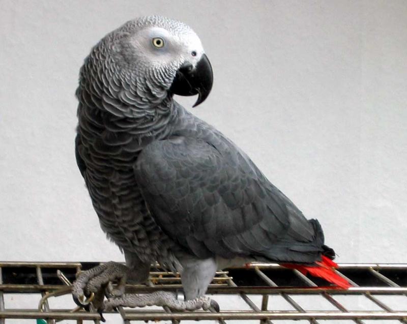 Congo African Grey Parrots available Image eClassifieds4u