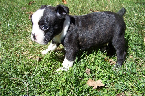 Lovable Boston terrier Puppies available Image eClassifieds4u