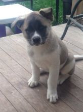 Healthy Akita Inu Puppies for Rehoming Image eClassifieds4U