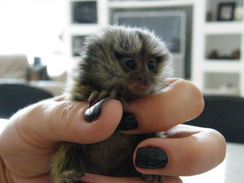 Marmoset Monkeys now available Image eClassifieds4u