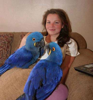 Talking Hyacinth Macaw Parrots available Image eClassifieds4u
