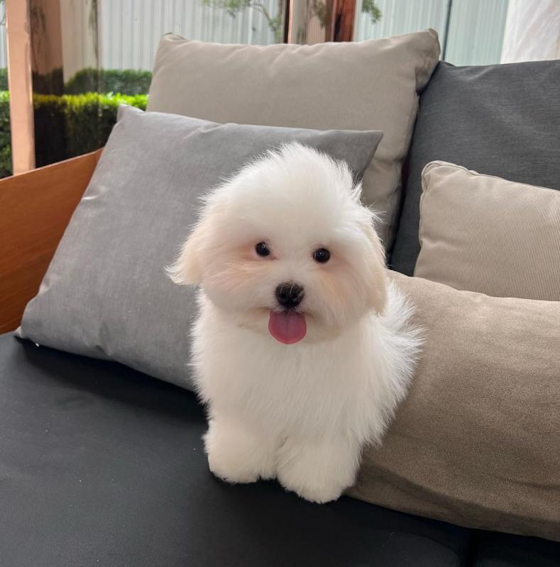 🍁🟥 CANADIAN 🐕💕 COTON DE TULEAR PUPPIES AVAILABLE ✅💯 Image eClassifieds4u
