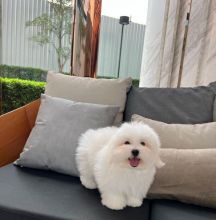 🍁🟥 CANADIAN 🐕💕 COTON DE TULEAR PUPPIES AVAILABLE ✅💯