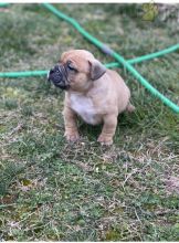 American Bully Puppies For Sale