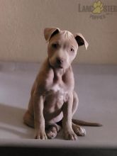 American Pit Bull Terrier Puppies For Sale