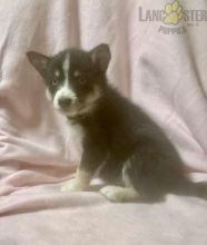 Ausky Puppies For Sale
