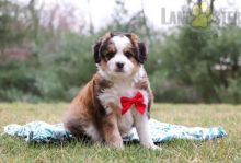 Aussiedoodle Puppies For Sale