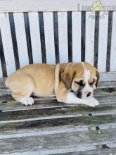 Beabull Puppies For Sale