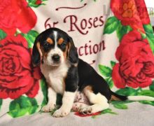 Beaglier Puppies For Sale