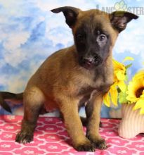 Belgian Malinois Puppies For Sale