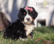 Bernedoodle Puppies For Sale