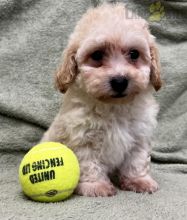 Bichpoo Puppies For Sale