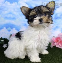 Biewer Terrier Puppies For Sale