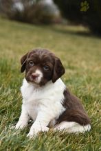 Brittany Spaniel Puppies For Sale