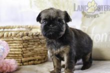 Brussels Griffon Puppies For Sale