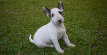 Bull Terrier Puppies For Sale