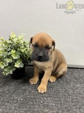 Bullmastiff Puppies For Sale