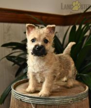 Cairn Terrier Puppies For Sale