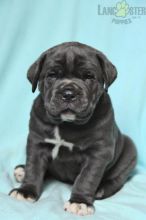 Cane Corso Puppies For Sale