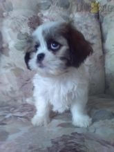 Cava Tzu Puppies For Sale