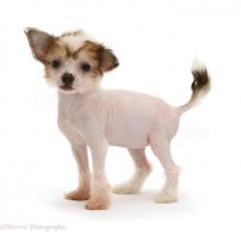 Chinese Crested Puppies For Sale