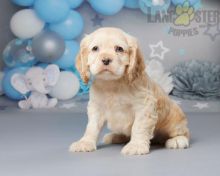Co.cker Spaniel Puppies For Sale