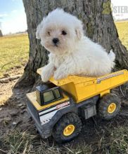 Coton De Tulear Puppies For Sale