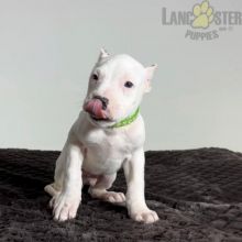 Dogo Argentino Puppies For Sale