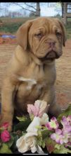 Dogue de Bordeaux Puppies For Sale