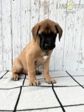 English Mastiff Puppies For Sale