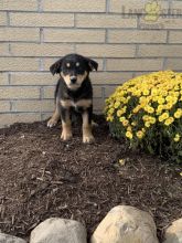 English Shepherd Puppies For Sale