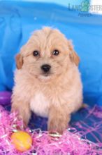 Eskipoo Puppies For Sale