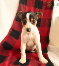 Fox Terrier Puppies For Sale