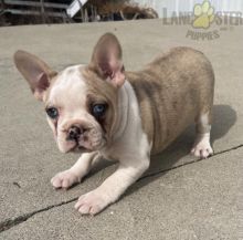 Frenchton Puppies For Sale