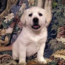 Goldador Puppies For Sale
