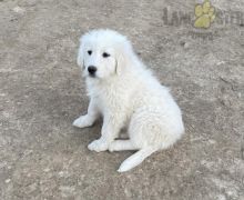 Great Pyrenees Puppies For Sale