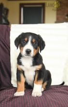Greater Swiss Mountain Dog For Sale