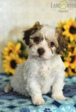 Havachon Puppies For Sale