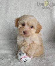 Havapoo Puppies For Sale