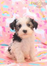 Havashire Puppies For Sale