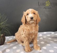 Irish Doodle Puppies For Sale