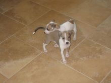 Italian Greyhound Puppies For Sale